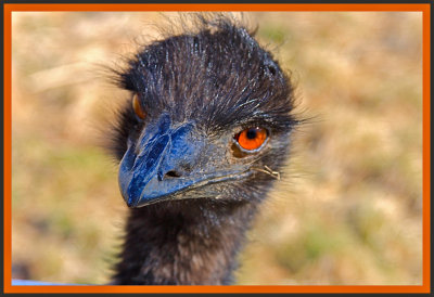 Hello Mr. Emu!