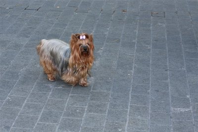 Paseo Uribitarte - It's a dog's life in Bilbao