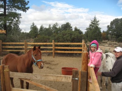 Standing on the fence watching the horses