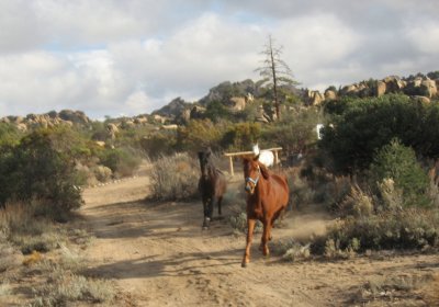 Running for the barn