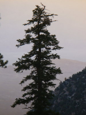 Lone Pine