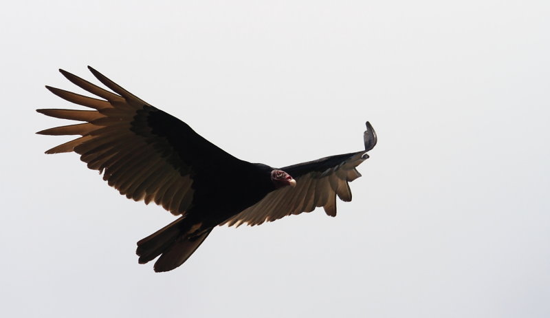 Turkey Vulture, Cathartes aura