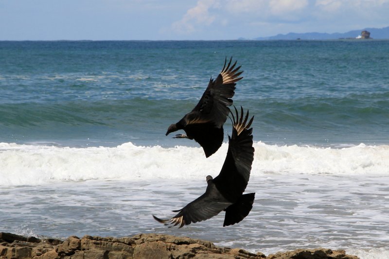 Black Vulture, Coragyps atratus, at the Beach