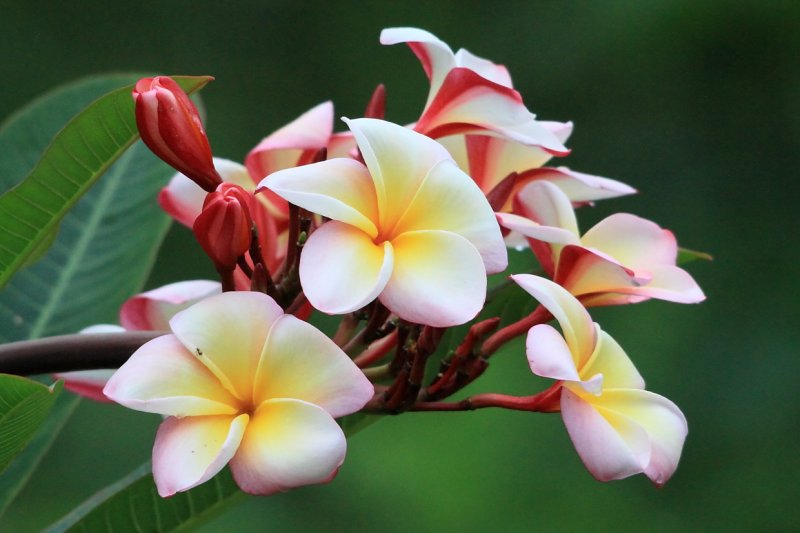 Sancuanjoche (Plimeria Rubia)