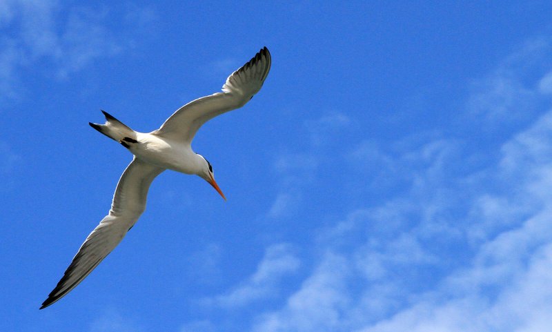 Seagull