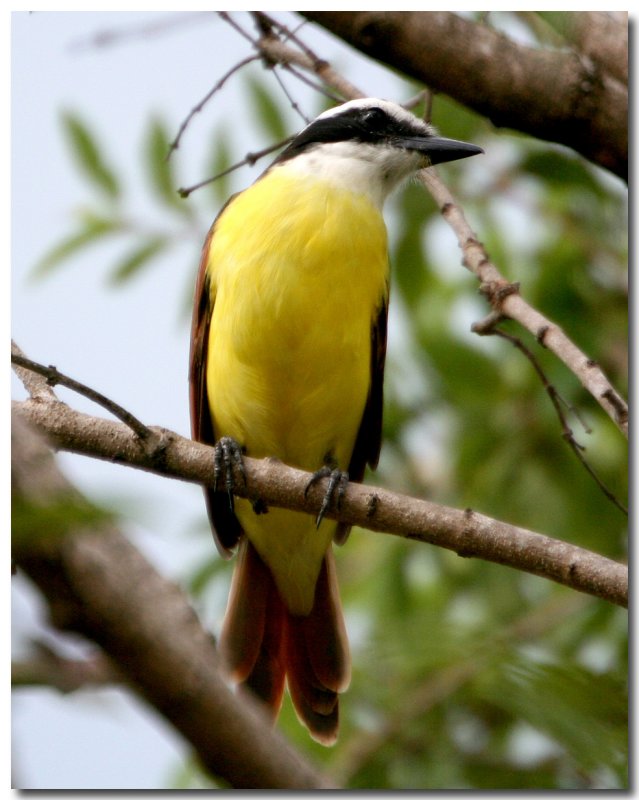 Great Kiskadee, Pitangus sulphuratus