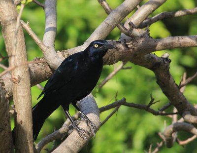Great-tailed Grackle, ''Quiscalus mexicanus''