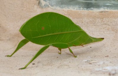 Leaf Bug (Miridea)