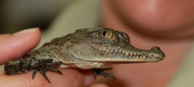 Caiman crocodilus