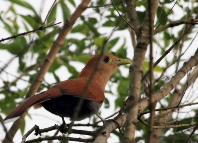 Squirrel Cuckoo, Piaya cayana