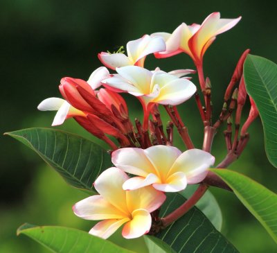 Sancuanjoche (Plumeria rubra) National Flower of Nicaragua