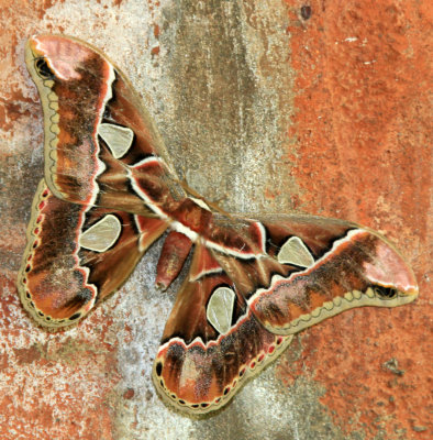 Giant Atlas Moth