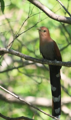 Squirrel Cuckoo, Piaya cayana