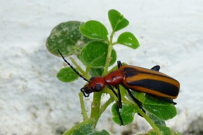 P1000855bug.JPG