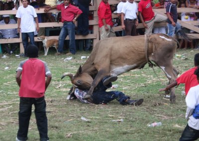 Bull-riding In Nicaragua