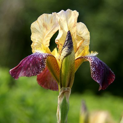 Flowers at MUN Botanical Garden 001