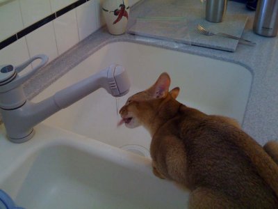 Conner took to water immediately