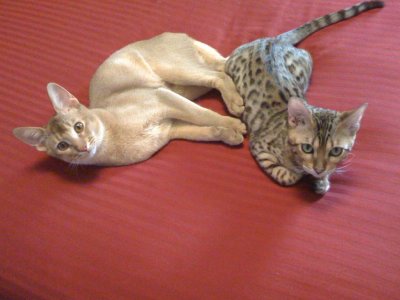 The boys help make the bed