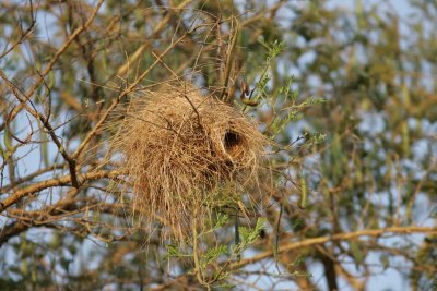 White-browed sparrow weaver's nest