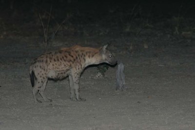 Hyena at night