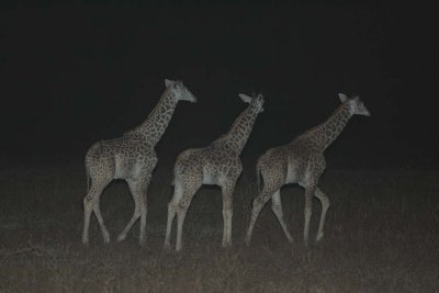 Baby giraffe at night