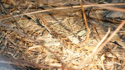 A simple little puff adder (near our tents, yikes!)