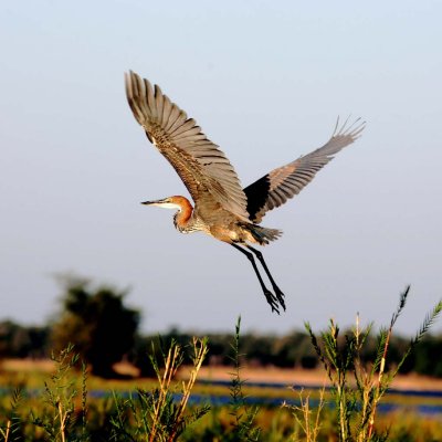 Goliath heron