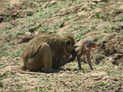 Baboon with baby!