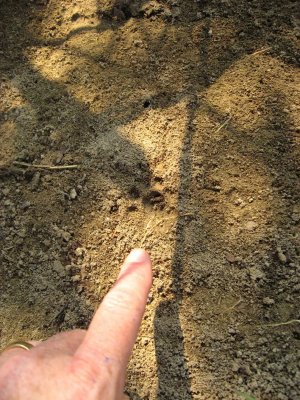 Compared to genet tracks!