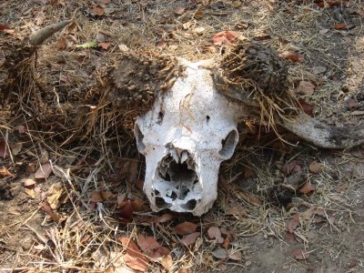 Buffalo skull with horn moths