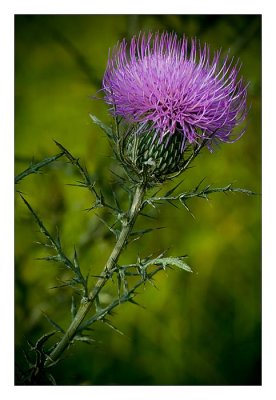 Bull Thistle