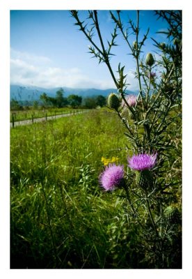 Bull Thistle on Sparks Lane