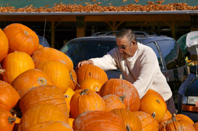 Picking the Pefect Pumpkin, on Vancouver Island BC Canada