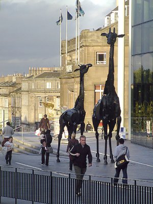A day in the life of a Scottish Giraffe