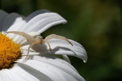 White Spider.jpg