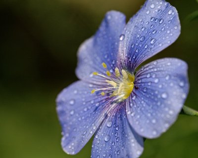 Blue Flower.jpg