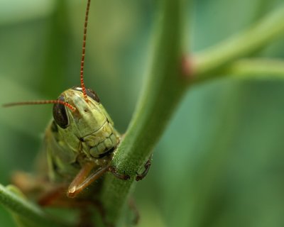 grasshopper 1.jpg