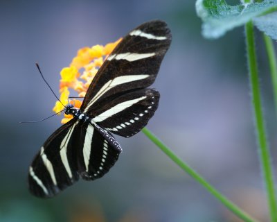Butterfly 4.jpg