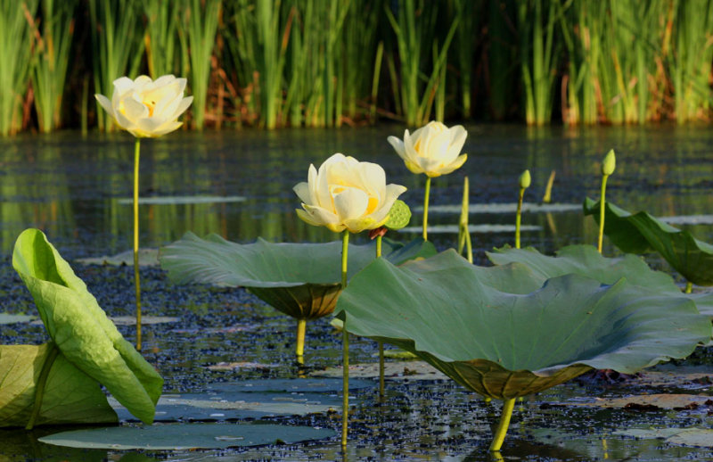 Graine a voler (Nelumbo lutea)