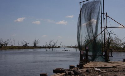 Intrusion of Salt water from Gulf of Mexico Kills Live Oaks