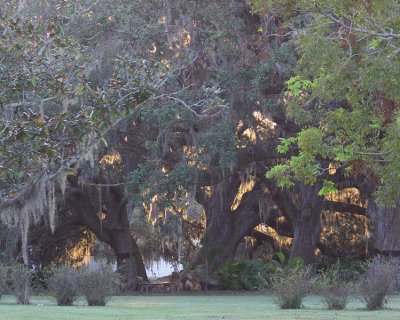 The sun setting behind the moss laden live oaks