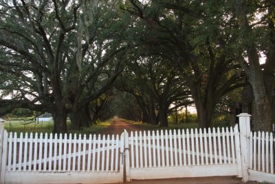 Evergreen Plantation Live Oaks - You Cannot Lock Out the Beauty
