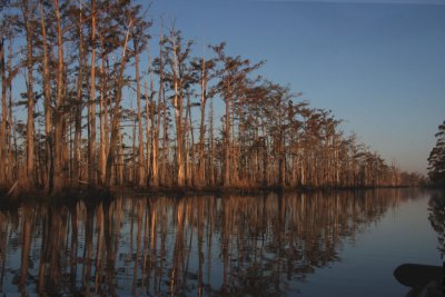 Cypresses Along a Bayou dying from what?