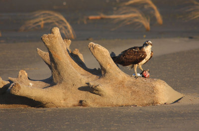 Osprey With Fish