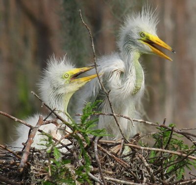 The Babies of Scheherazade and Needlenose