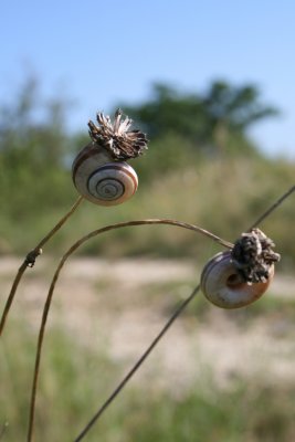 Snails