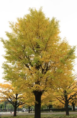 Japan - Yellow Tree