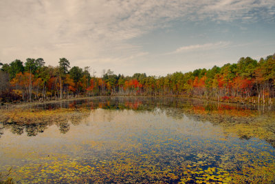 Fall color