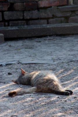 A Cat. Glinsk Ukraine