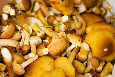 We went mushroom picking in Michigan